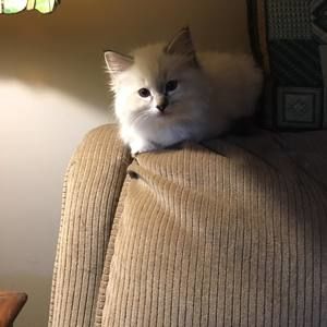 Meet your Posher, Ann